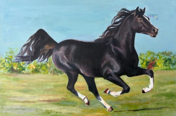 The Black Arabian, Brad Jones