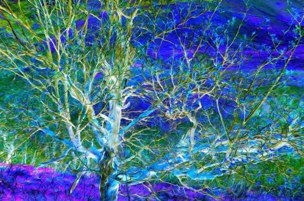 The First Tree, David "Oz" Osterczy