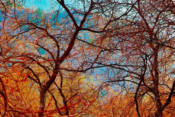 Tangerine Dream, David "Oz" Osterczy