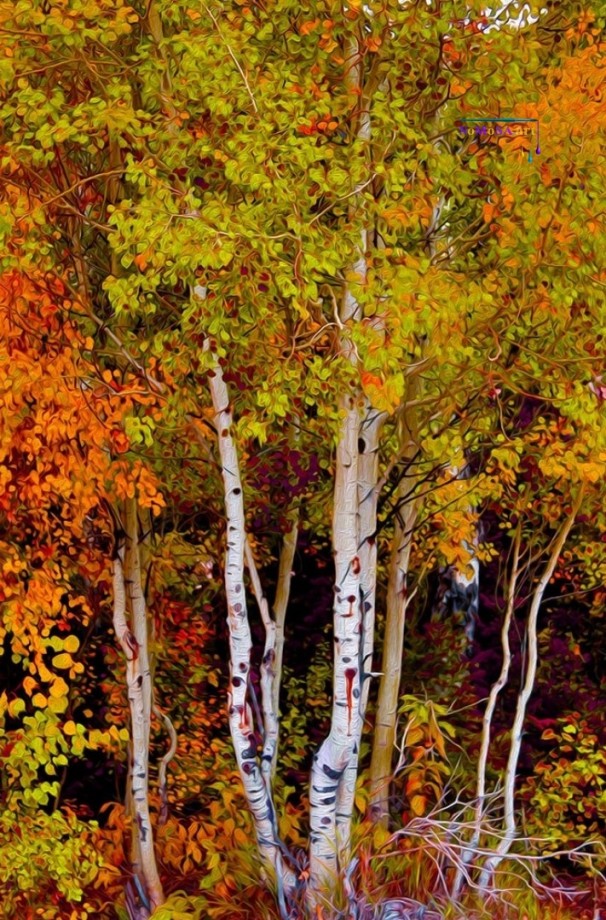 Autumn Aspens, David "Oz" Osterczy