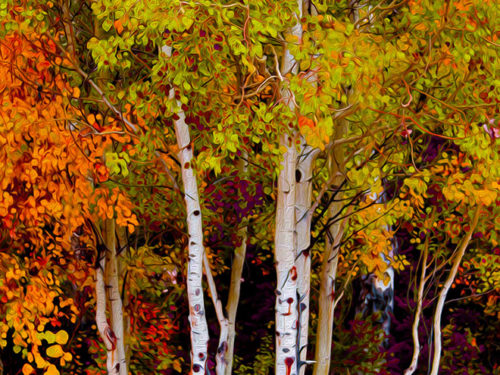 art Autumn aspens by Oz Osterczy
